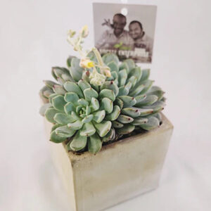 Haworthia
